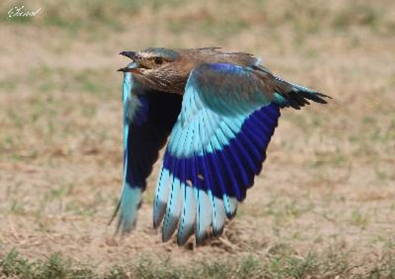 Indian Roller