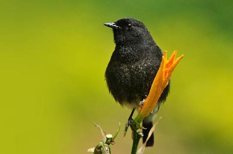 Pied BushChat