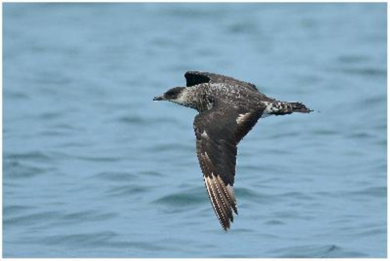 Arctic Skua