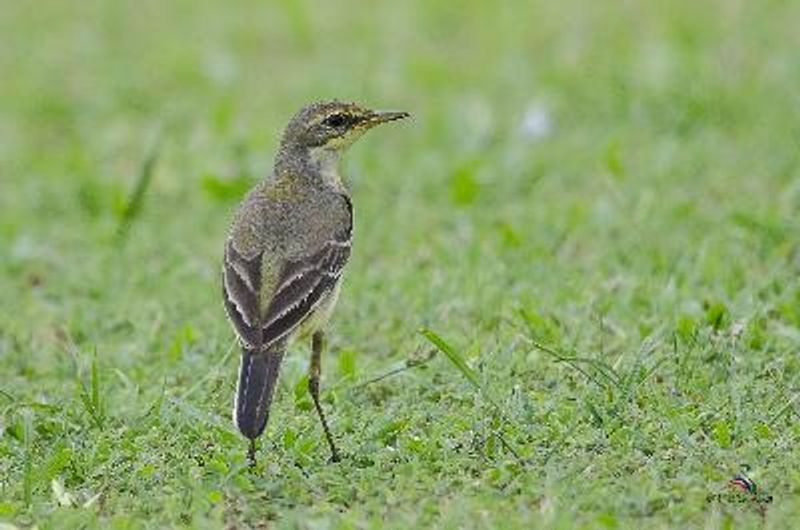 Western Yellow Wagtail