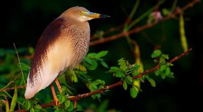 Indian Pond Heron