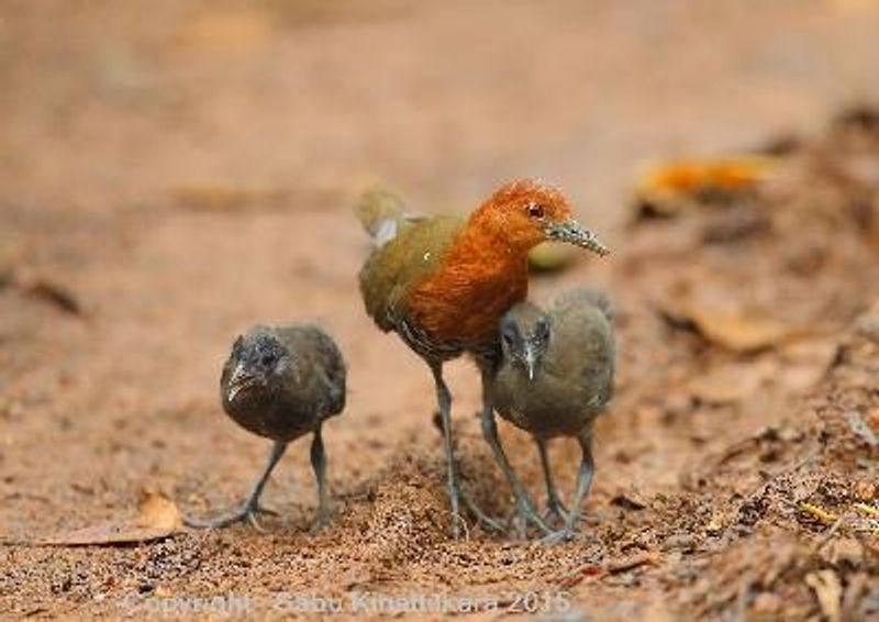 Slaty legged Crake