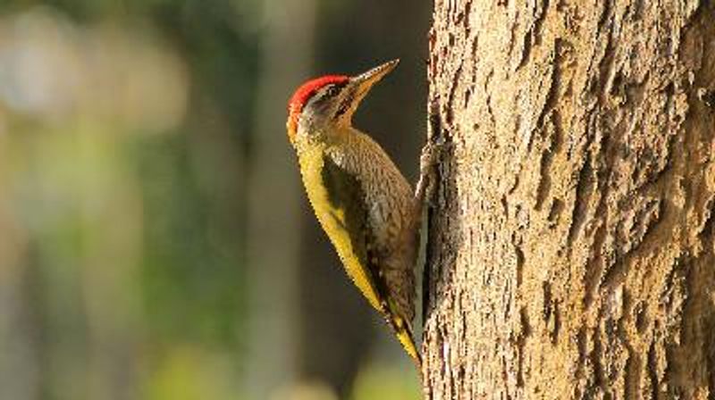 Streak throated Woodpecker