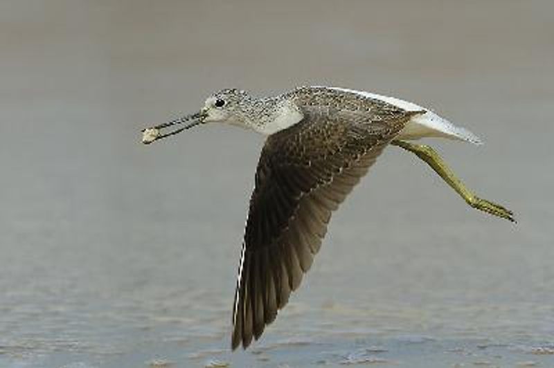 Common Greenshank