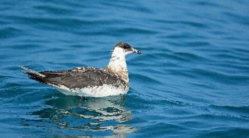 Arctic Skua