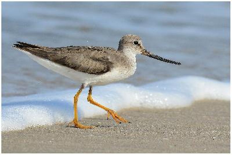 Terek Sandpiper