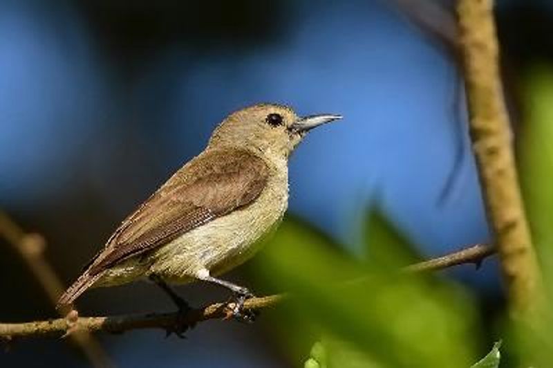 Nilgiri Flowerpecker