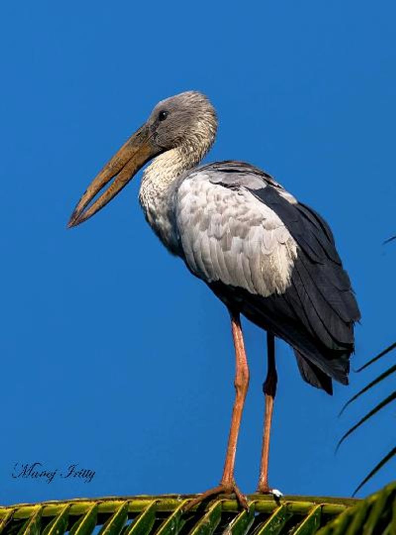 Asian Openbill