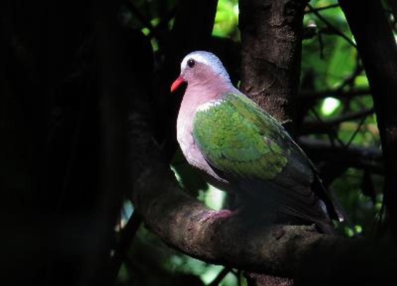 Emerald Dove