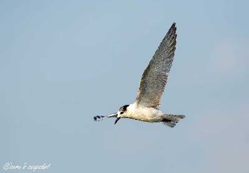 Gull billed Tern