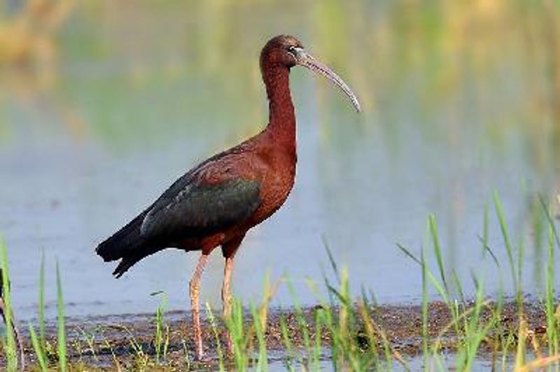 Glossy Ibis