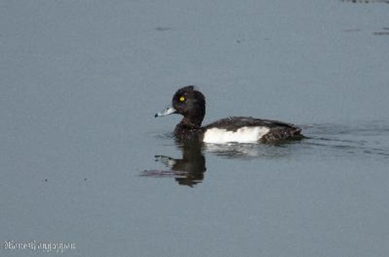 Tufted Duck