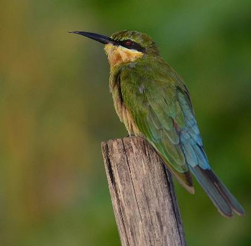 Blue tailed Bee eater