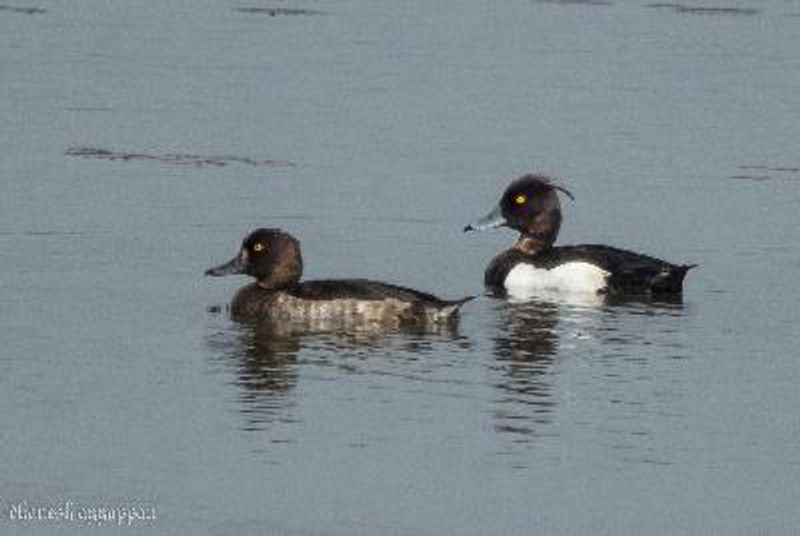 Tufted Duck