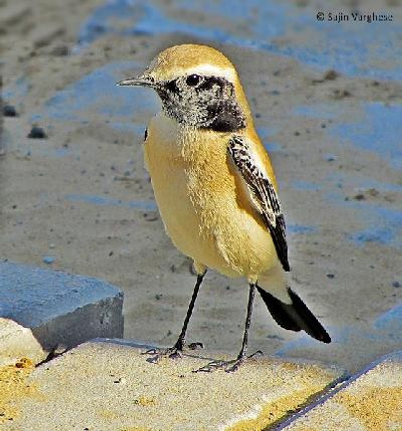 Desert Wheatear