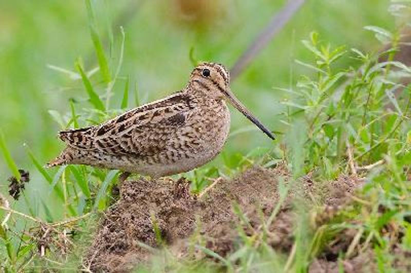 Pintail Snipe