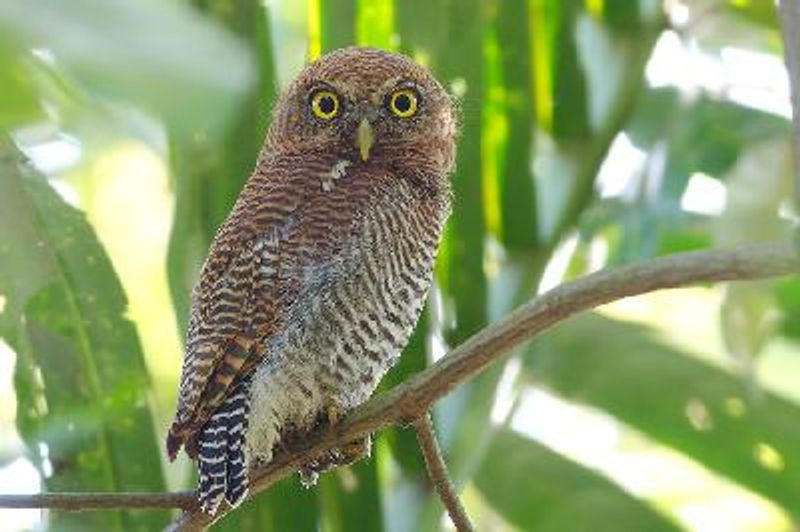 Jungle Owlet