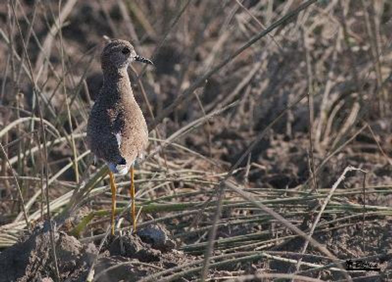 White tailed Lapwing