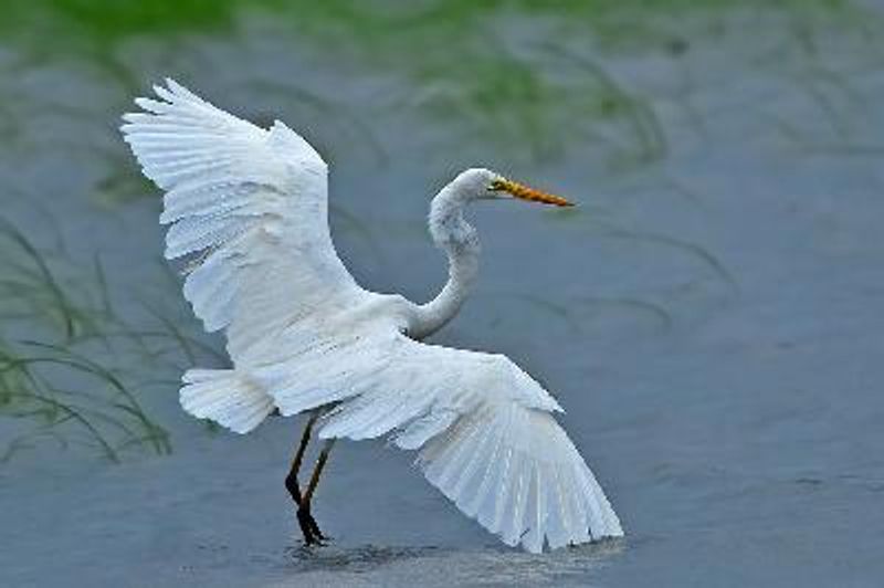 Great Egret