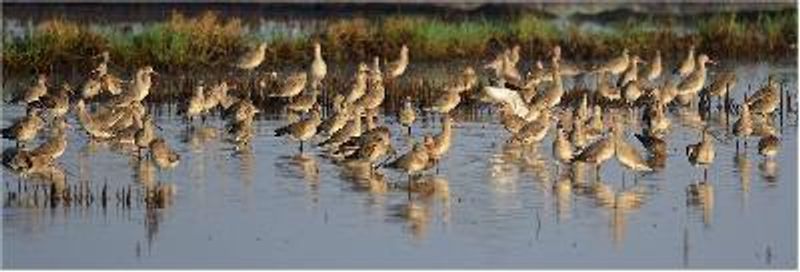 Bar tailed Godwit