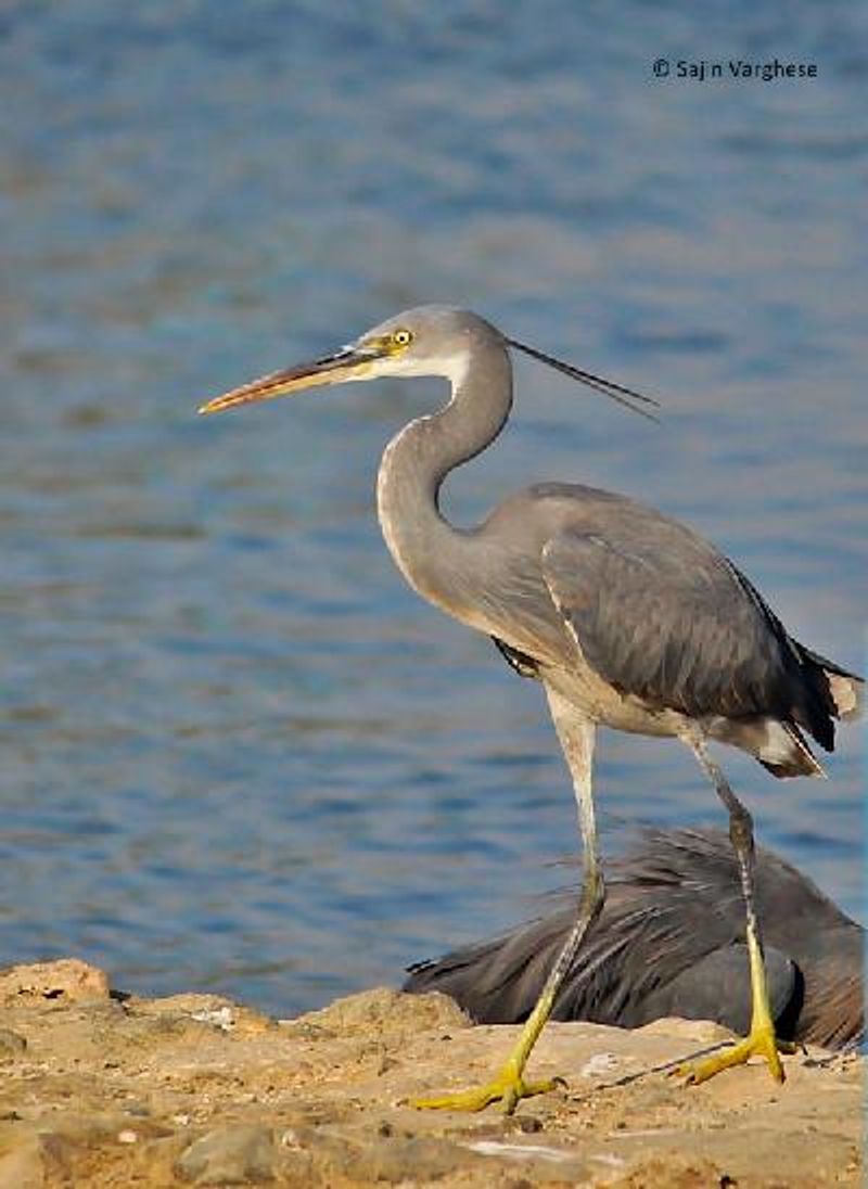 Western Reef Egret