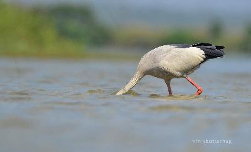 Asian Openbill