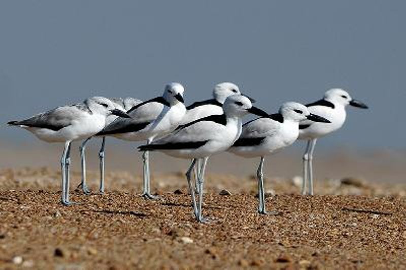 Crab plover