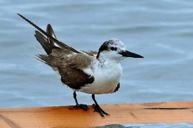 Bridled Tern