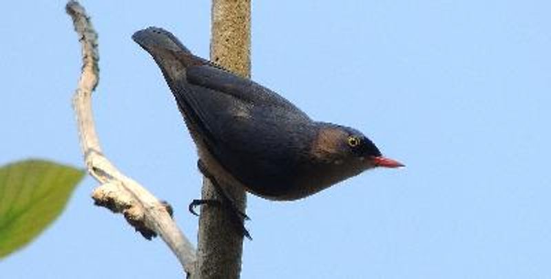 Velvet fronted Nuthatch