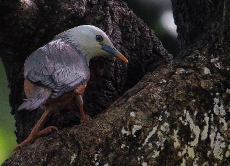 Malabar Starling