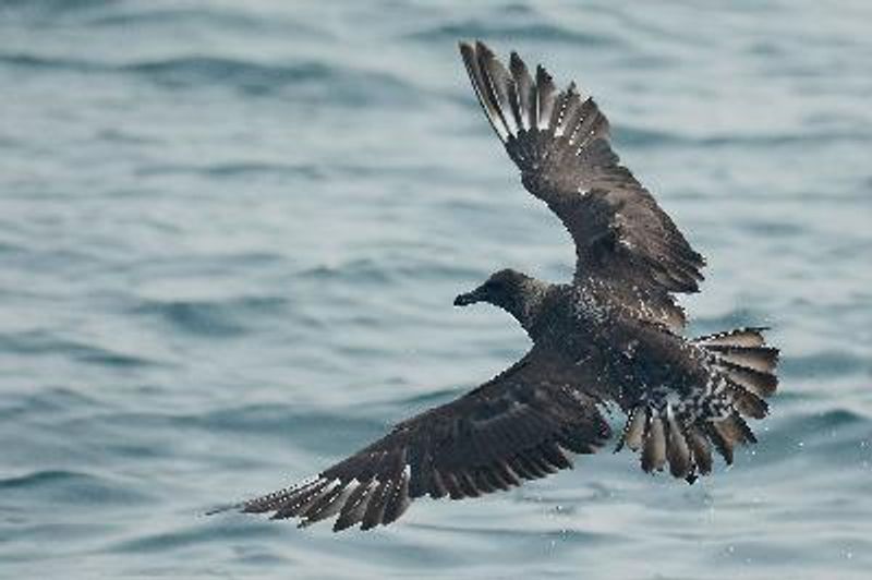 Pomarine Skua