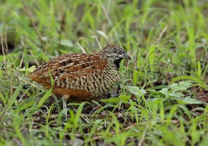 Barred Buttonquail