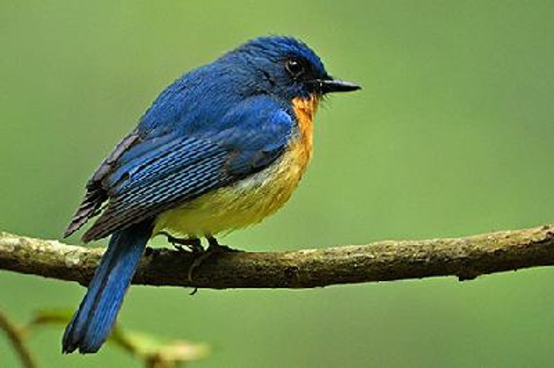 Tickell's Blue Flycatcher