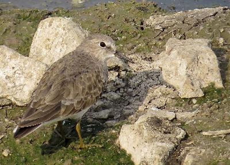 Temminck's Stint