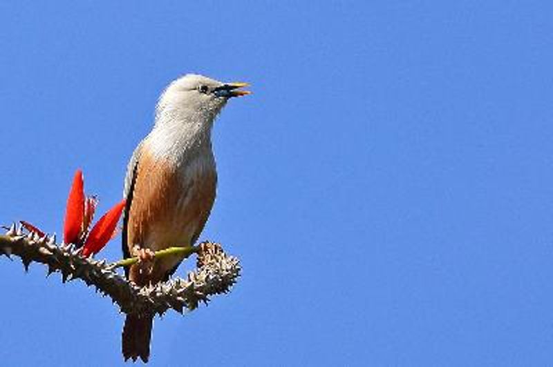 Malabar Starling