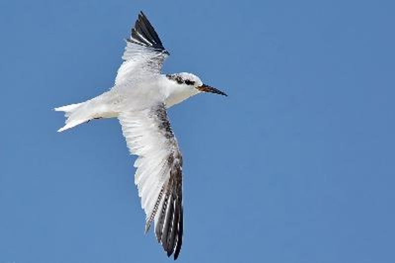 Little Tern