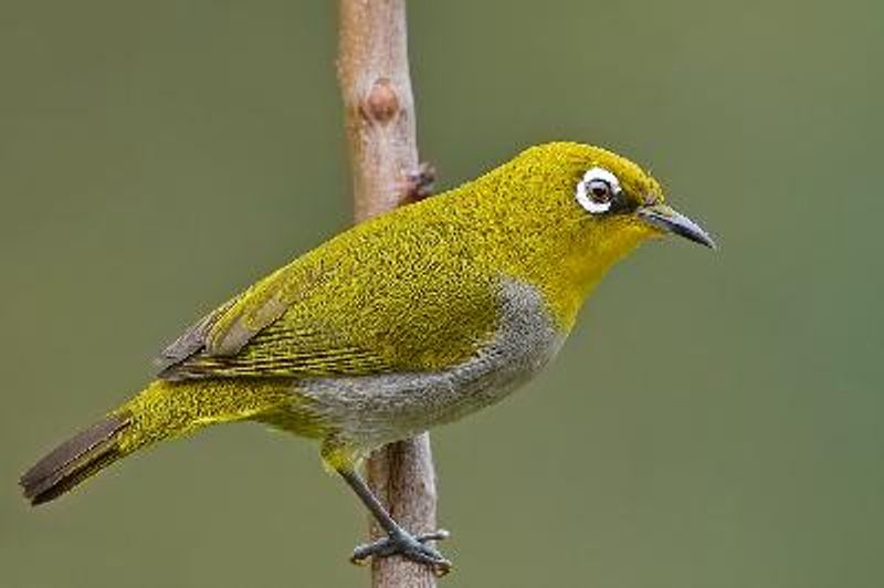 Oriental White eye