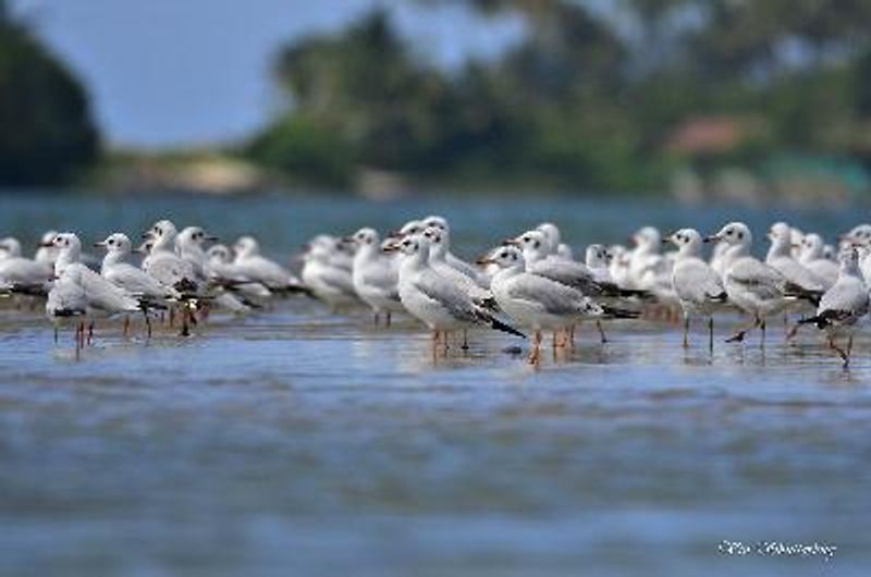 Black headed Gull