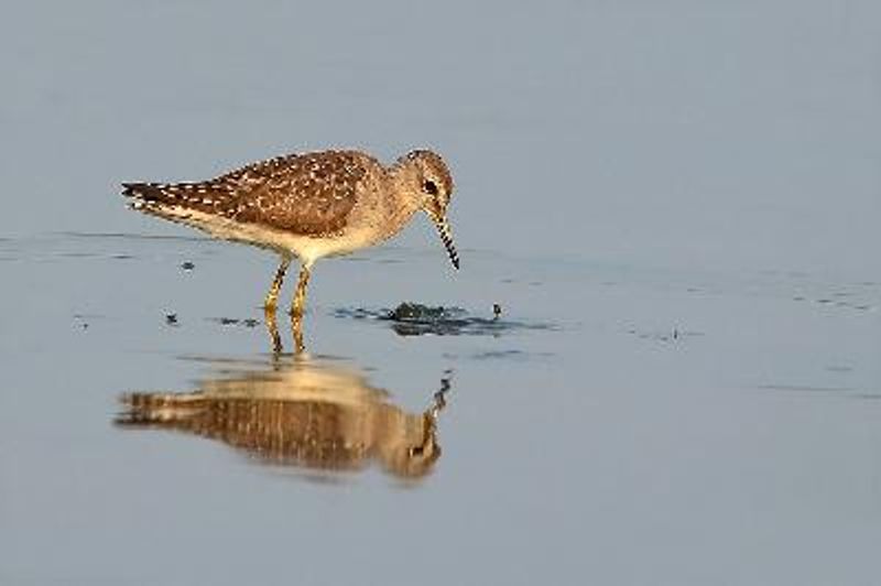 Wood Sandpiper