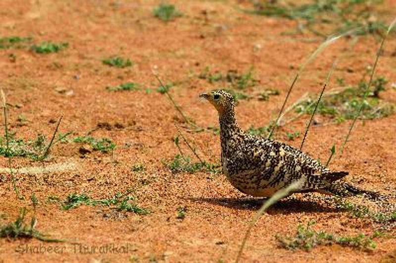 Chestnut bellied Sandgrouse