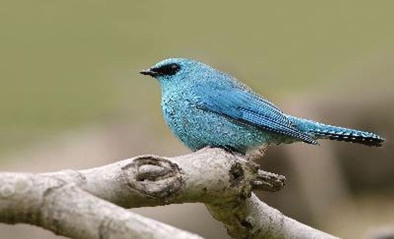 Verditer Flycatcher