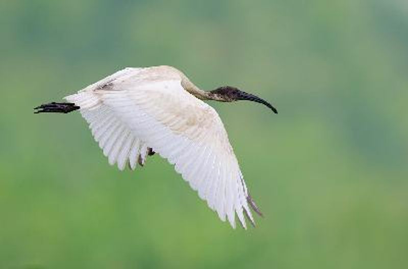 Black headed Ibis