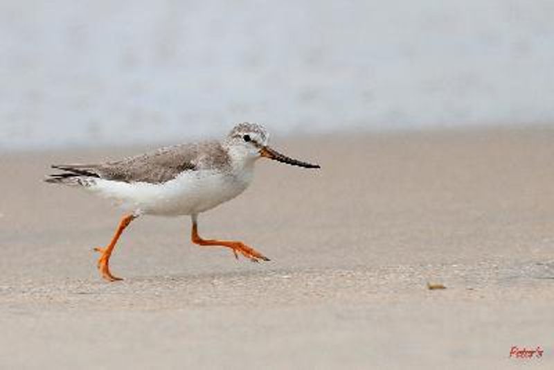 Terek Sandpiper