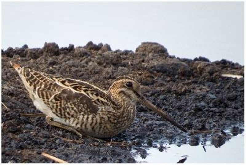 Pintail Snipe