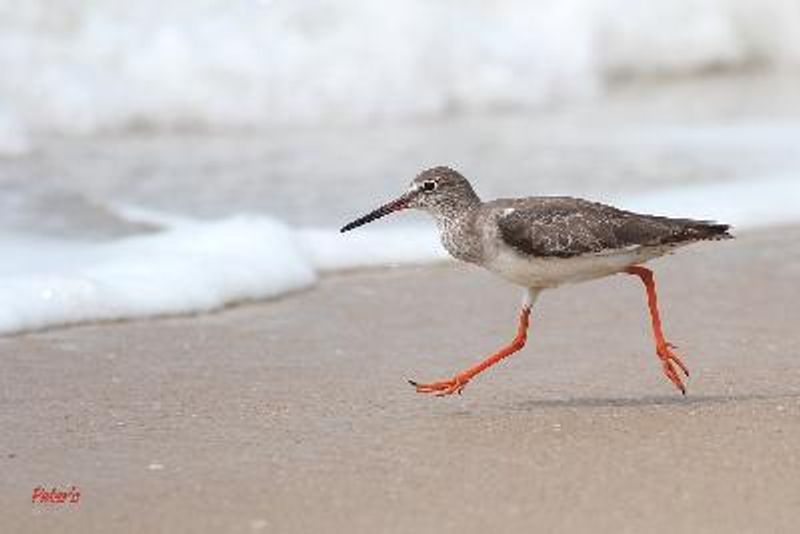Common Redshank
