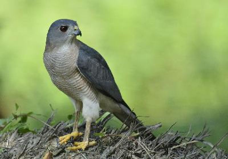 Shikra