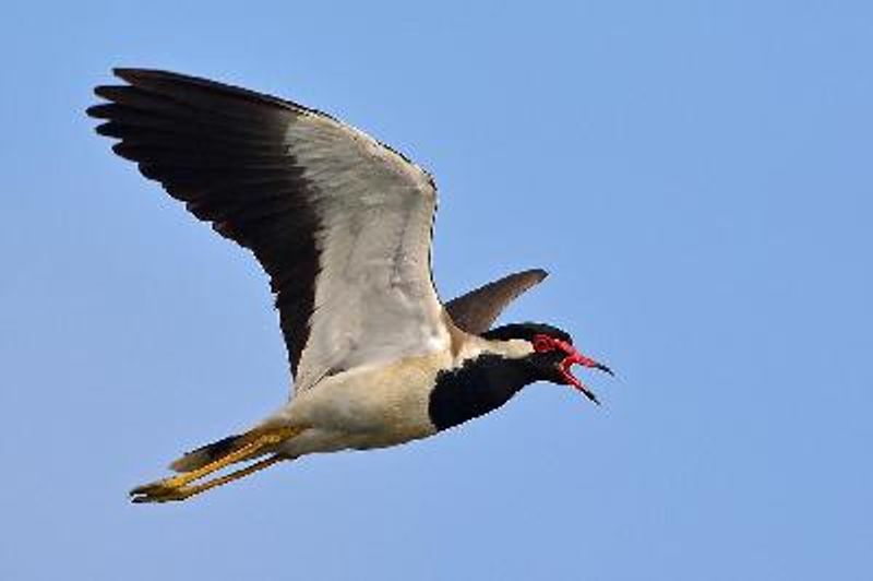 Red wattled Lapwing