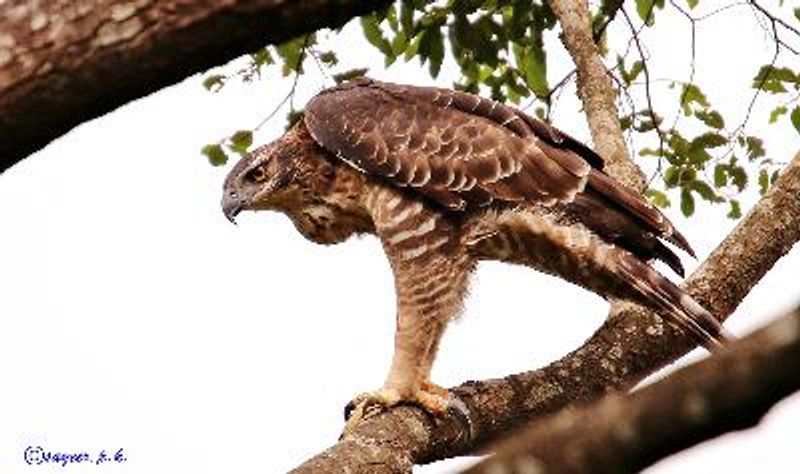 Legge's Hawk Eagle