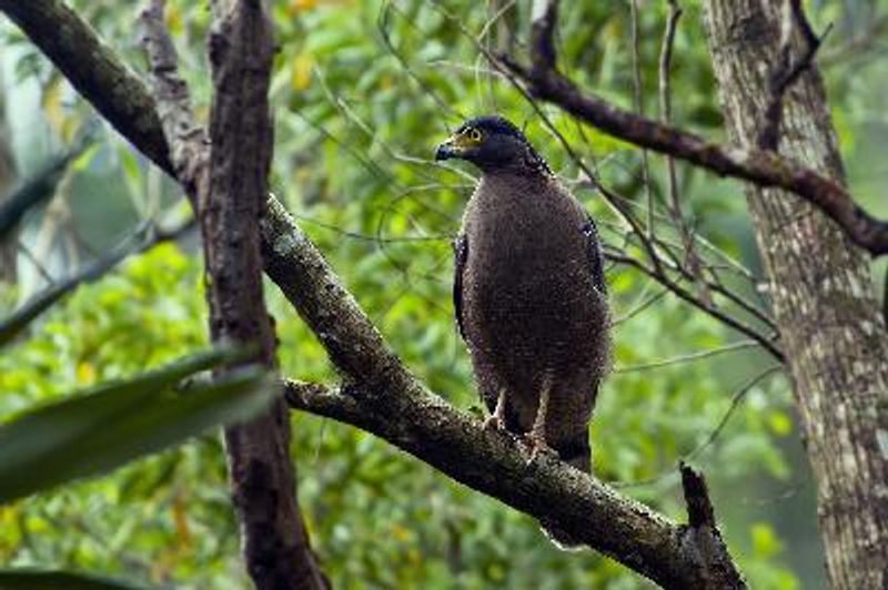 Crested Serpent Eagle