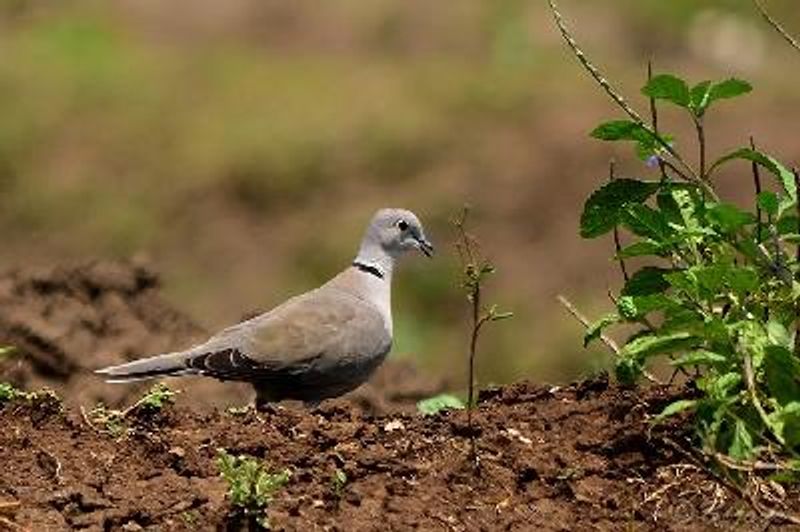 Eurasian Collared Dove